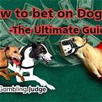 how to bet on dog races